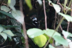 Arses telescopthalmus