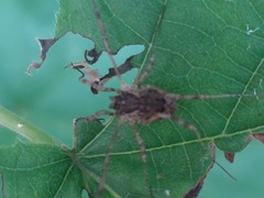 Oligolophinae
