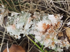 Parmotrema hypotropum