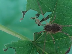 Oligolophinae