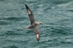Fulmarus glacialis