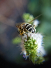 Eristalis stipator