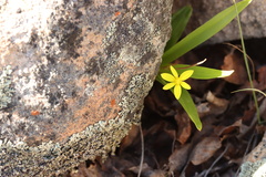 Pauridia gracilipes gracilipes