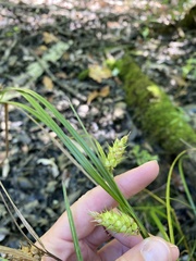 Carex tuckermanii