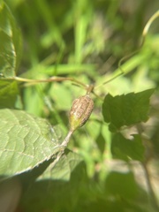 Neolasioptera vitinea