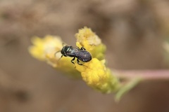 Ceratina acantha