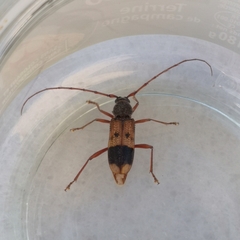Phoracantha recurva