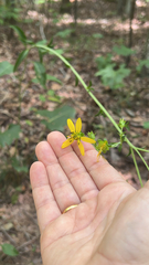Silphium compositum