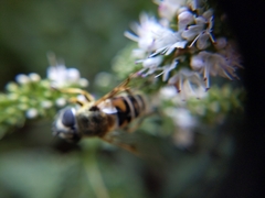 Eristalis stipator