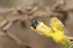 Ceratina acantha