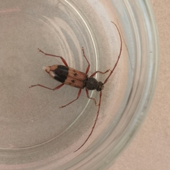 Phoracantha recurva