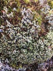 Racomitrium elongatum