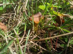Hygrocybe conica