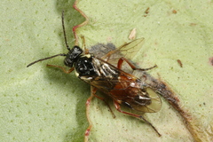 Aglaostigma aucupariae