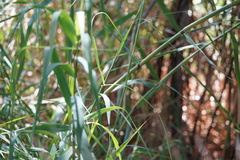 Phragmites australis