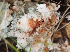 Parmotrema hypotropum