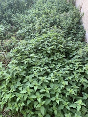 Urtica dioica dioica