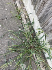 Echinochloa crus-galli