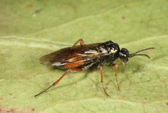 Aglaostigma aucupariae