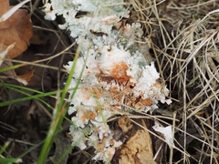 Parmotrema hypotropum