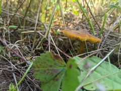 Hygrocybe conica