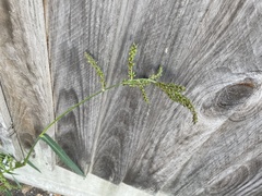 Echinochloa crus-galli