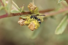 Parancistrocerus declivatus
