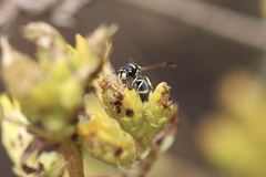 Parancistrocerus declivatus