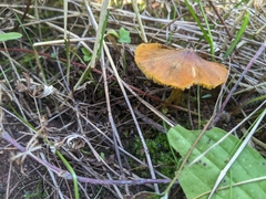 Hygrocybe conica