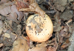Russula ochroleuca