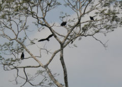 Cathartes melambrotus