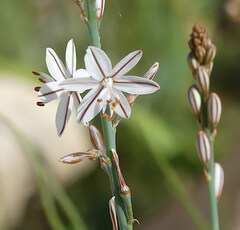 Asphodelus tenuifolius
