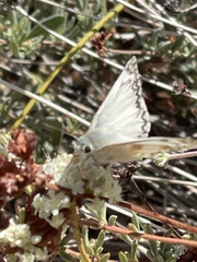 Heliopetes ericetorum