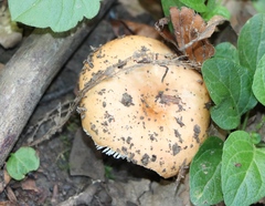 Russula ochroleuca