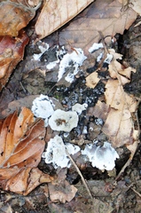 Phellodon niger