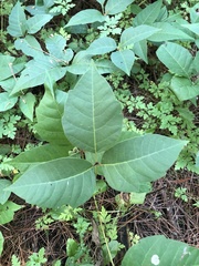 Toxicodendron