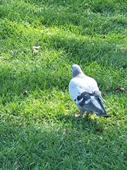 Columba livia