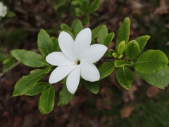 Gardenia scabrella