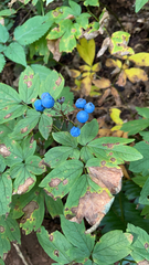 Caulophyllum thalictroides