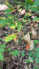 Prosartes lanuginosa