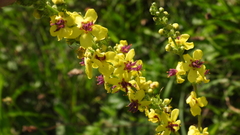 Verbascum nigrum
