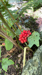 Arisaema triphyllum