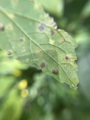 Celticecis capsularis