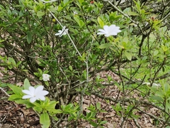 Gardenia scabrella
