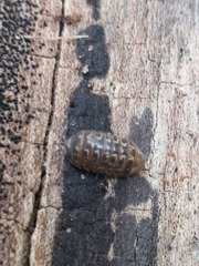 Armadillidium pictum