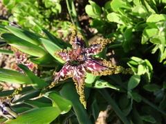 Ferraria crispa