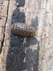 Armadillidium pictum