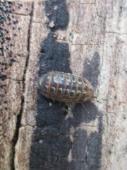 Armadillidium pictum