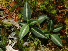 Goodyera nankoensis, photograph (c) Jacy Chen, some rights reserved (CC BY)