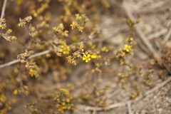 Deinandra fasciculata